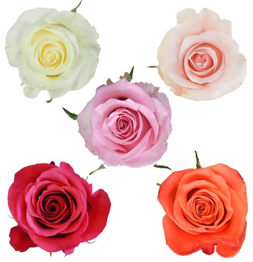 Wholesale Valentine`S Day Pack Assorted Color Roses Delivered Online